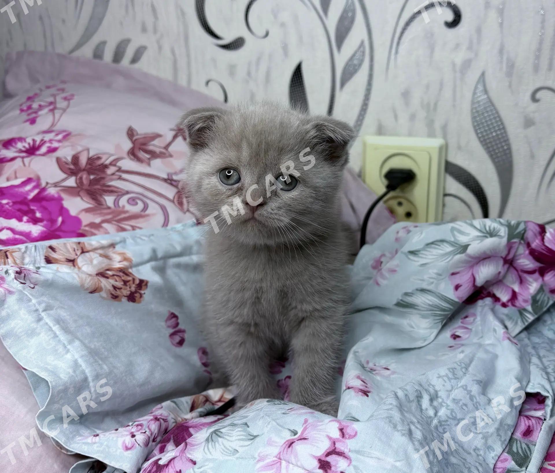 Шотландские котята - Türkmenabat - img 4