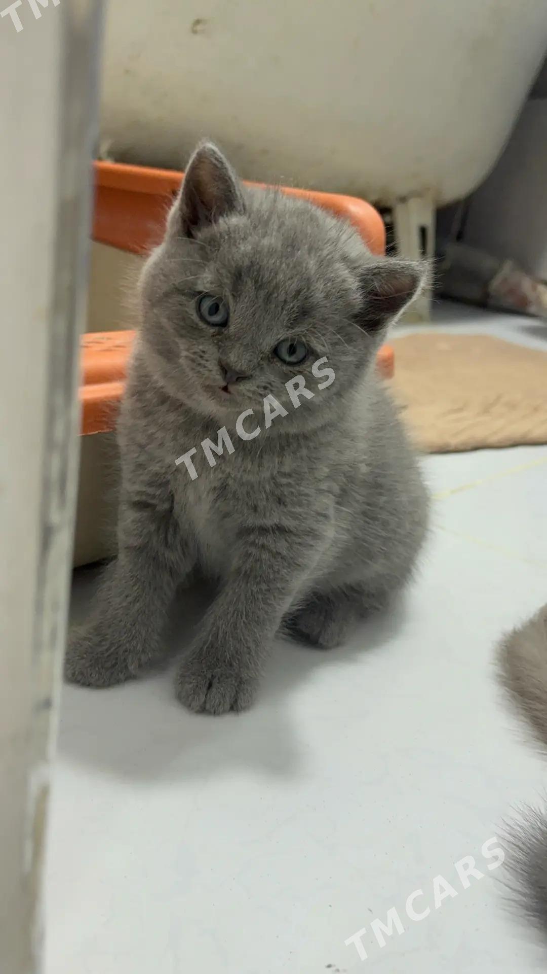 Шотландские котята - Türkmenabat - img 5