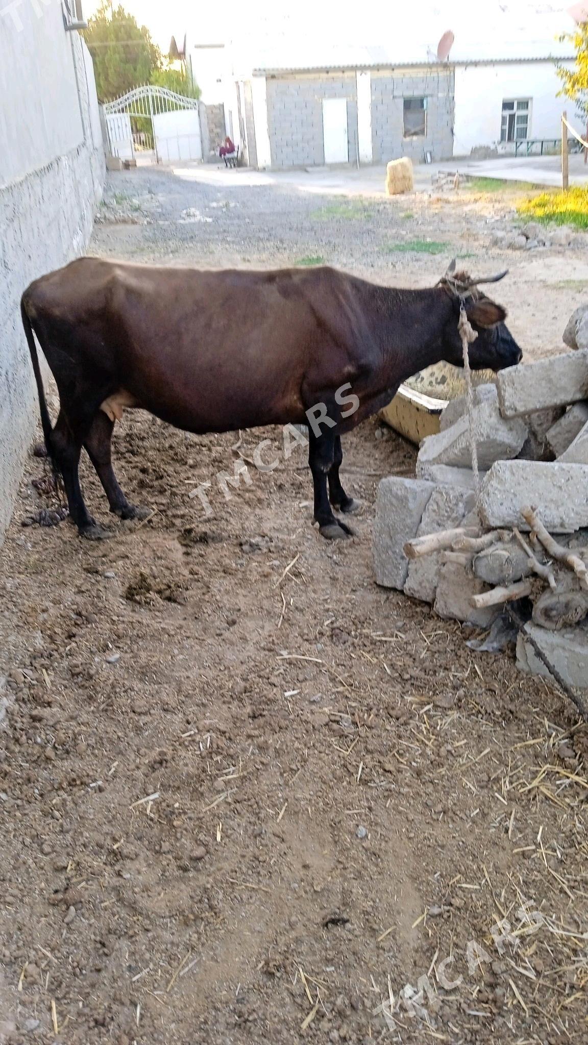 gysyr sygyr - Çoganly - img 2