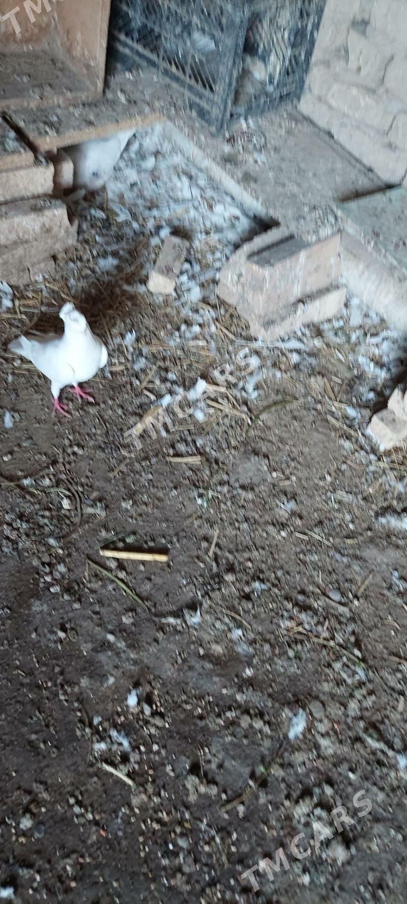 kepderi - Türkmenabat - img 2