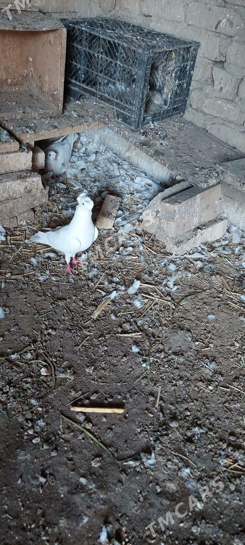 kepderi - Türkmenabat - img 3
