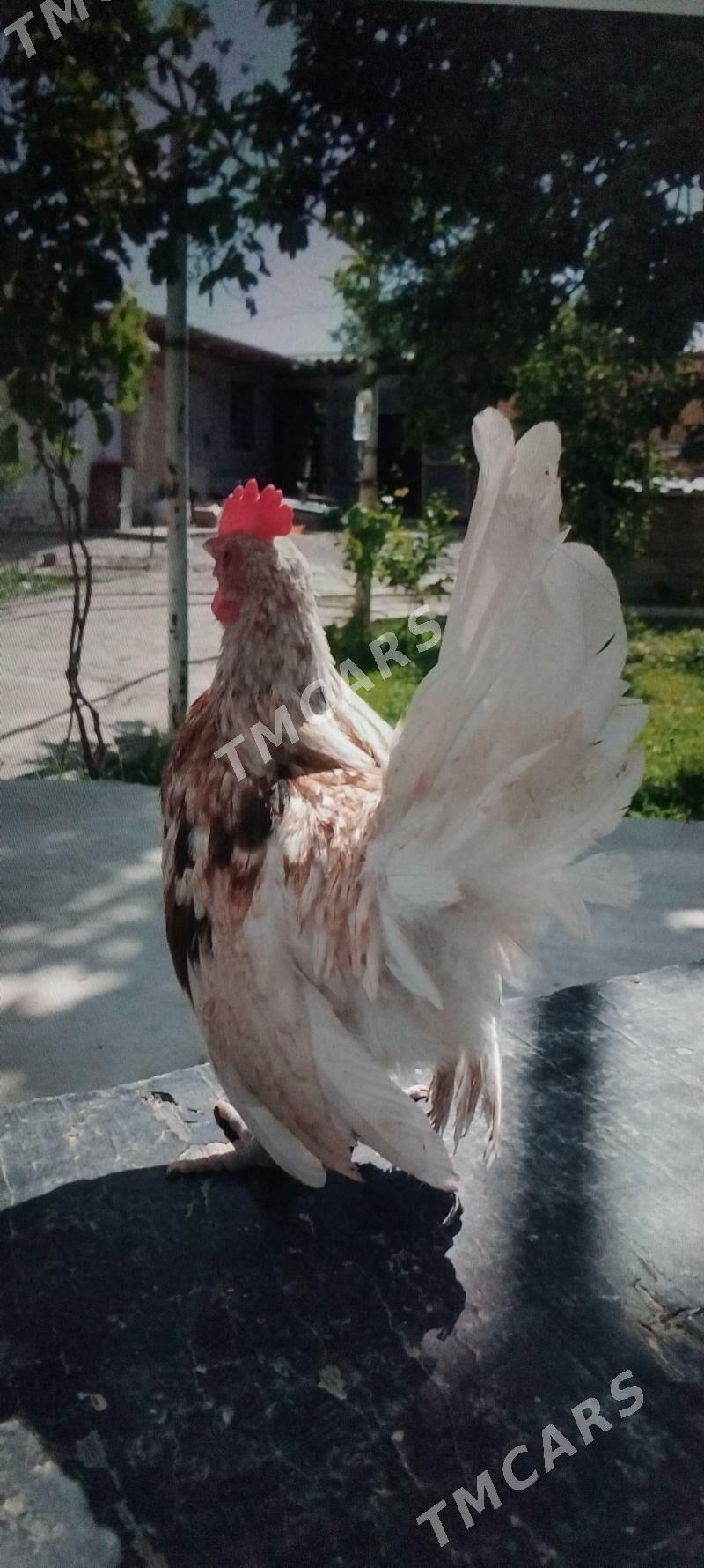 karlik serama,  prasdoy - Kaka - img 4