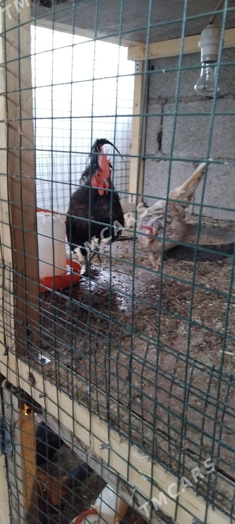 karlik serama,  prasdoy - Kaka - img 5
