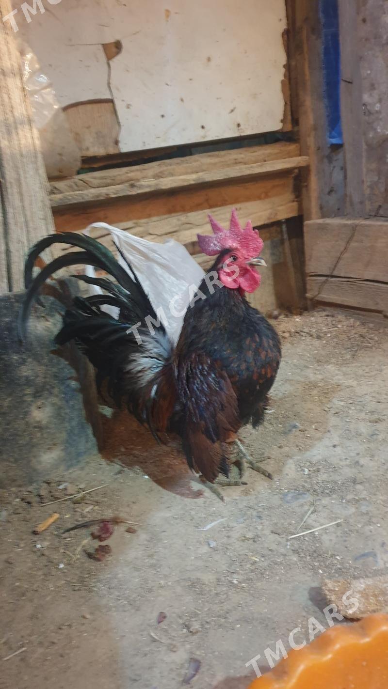 karlik serama,  prasdoy - Kaka - img 6