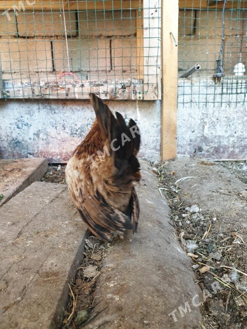 karlik serama,  prasdoy - Kaka - img 8