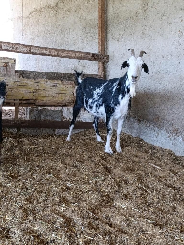 Goŷun geciler - Bagyr - img 3