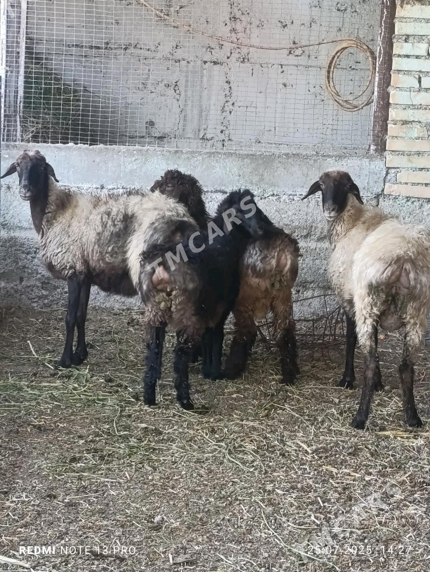 Goýun guzyly - Gökdepe - img 3