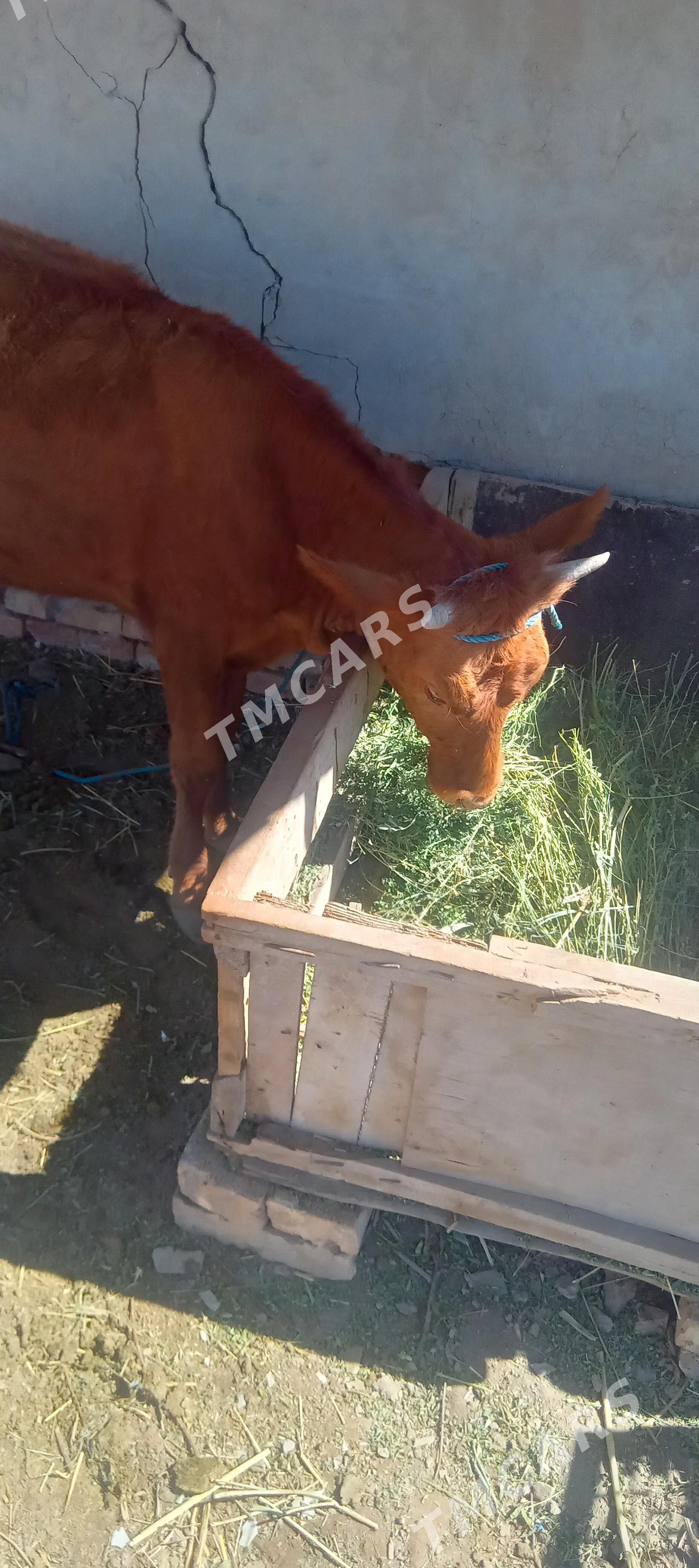 unajyn - Türkmenabat - img 2