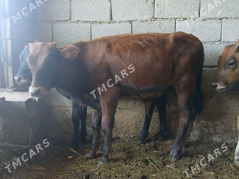 okuzler 4si bile - Büzmeýin - img 2