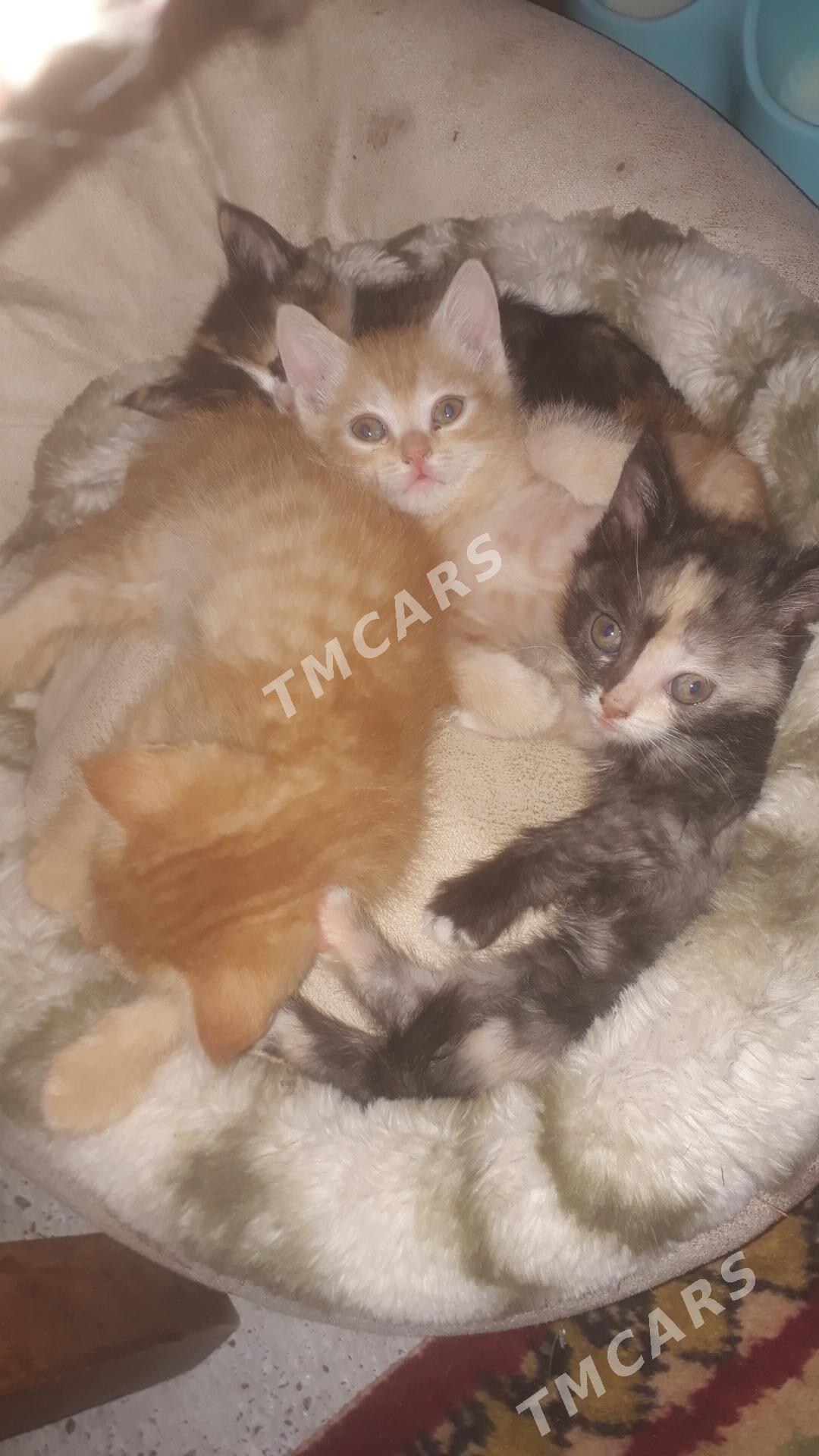 котята - Türkmenabat - img 4