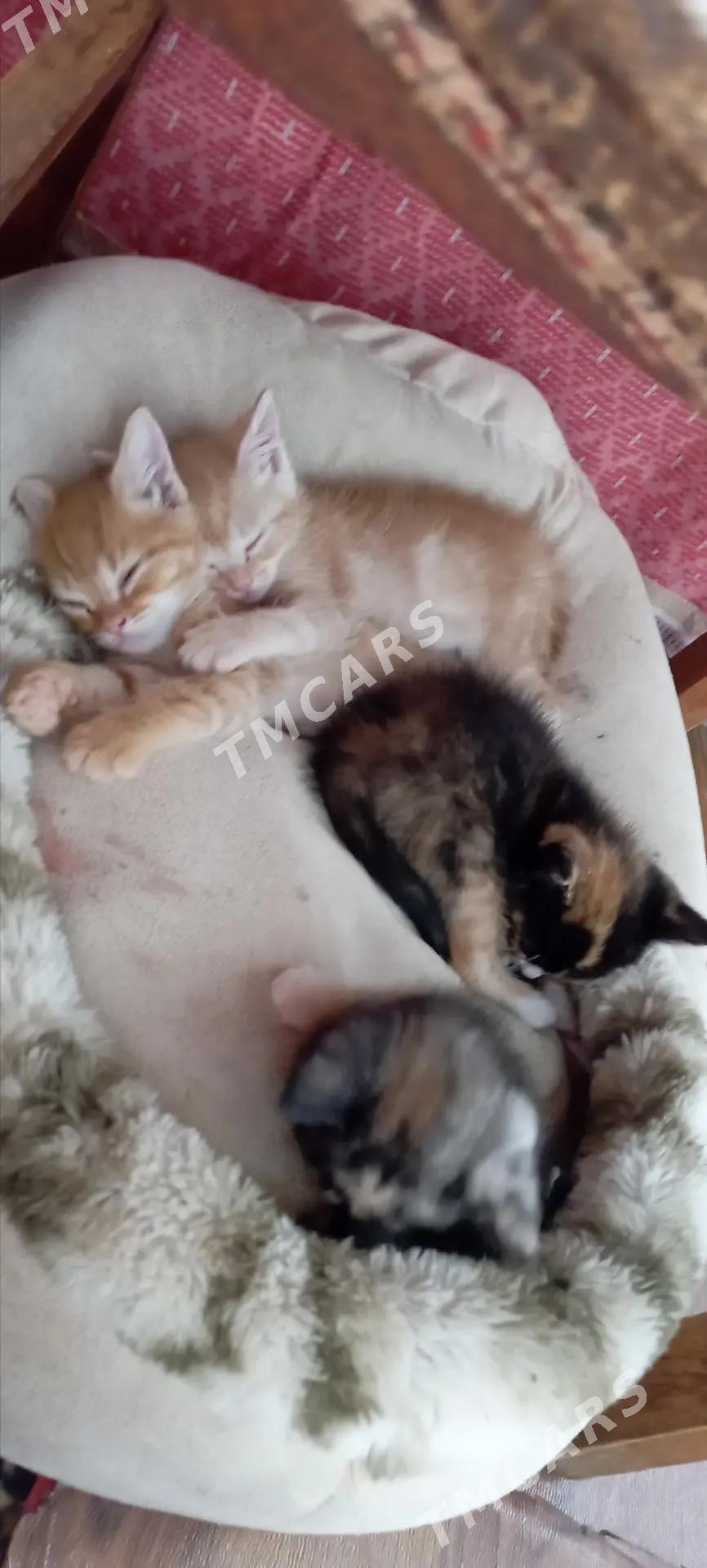 котята - Türkmenabat - img 2