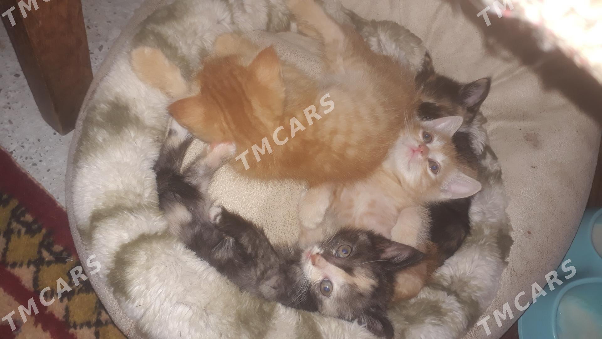 котята - Türkmenabat - img 3