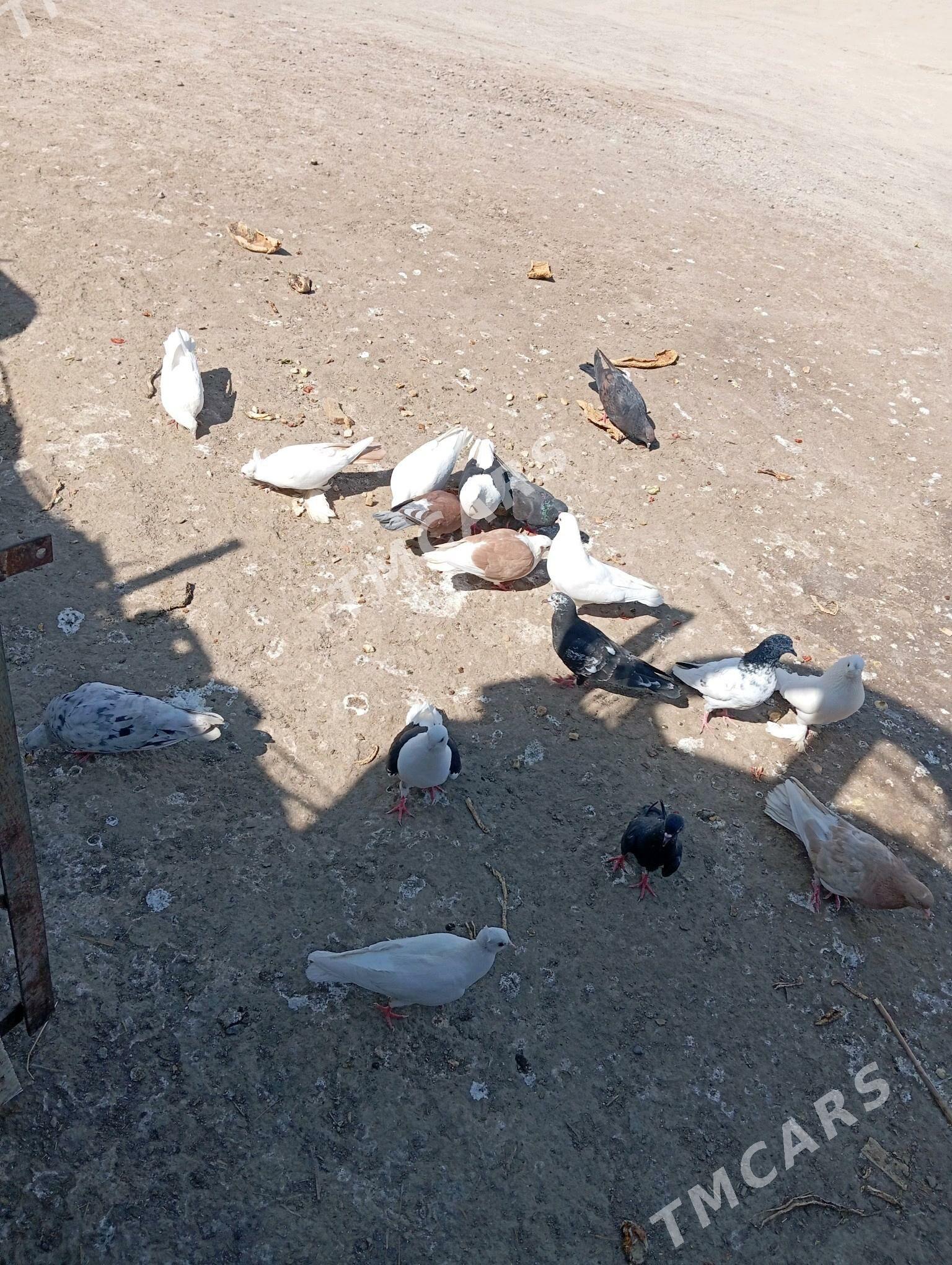 Kepder - Türkmenabat - img 2