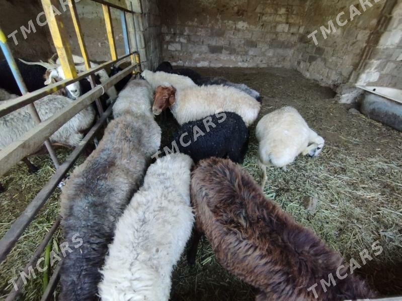 goyun geci cebis erkec - Garadamak - img 3