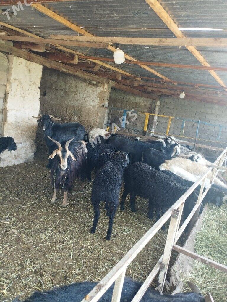 goyun geci cebis erkec - Garadamak - img 2