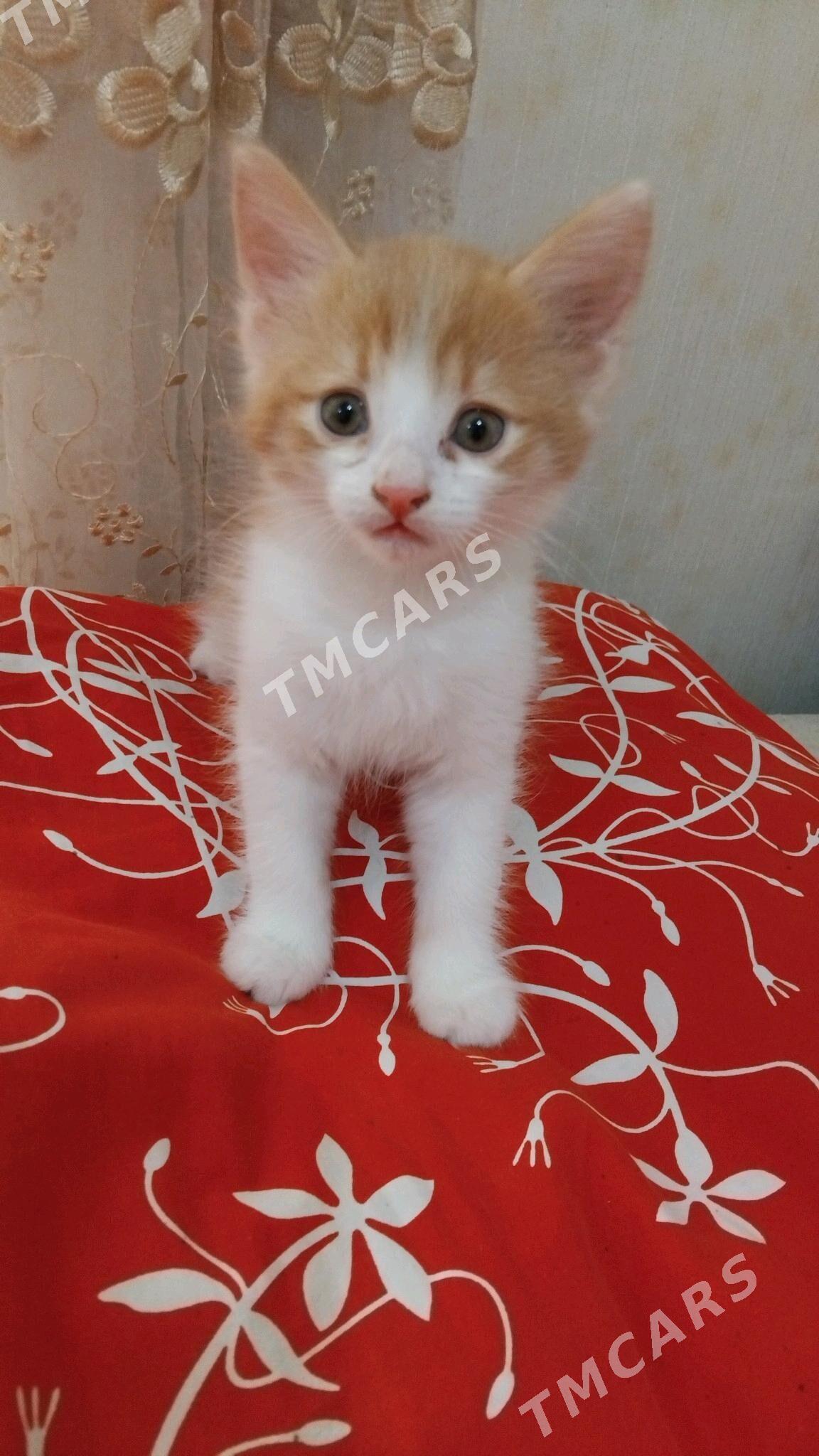 котёнок - Aşgabat - img 3