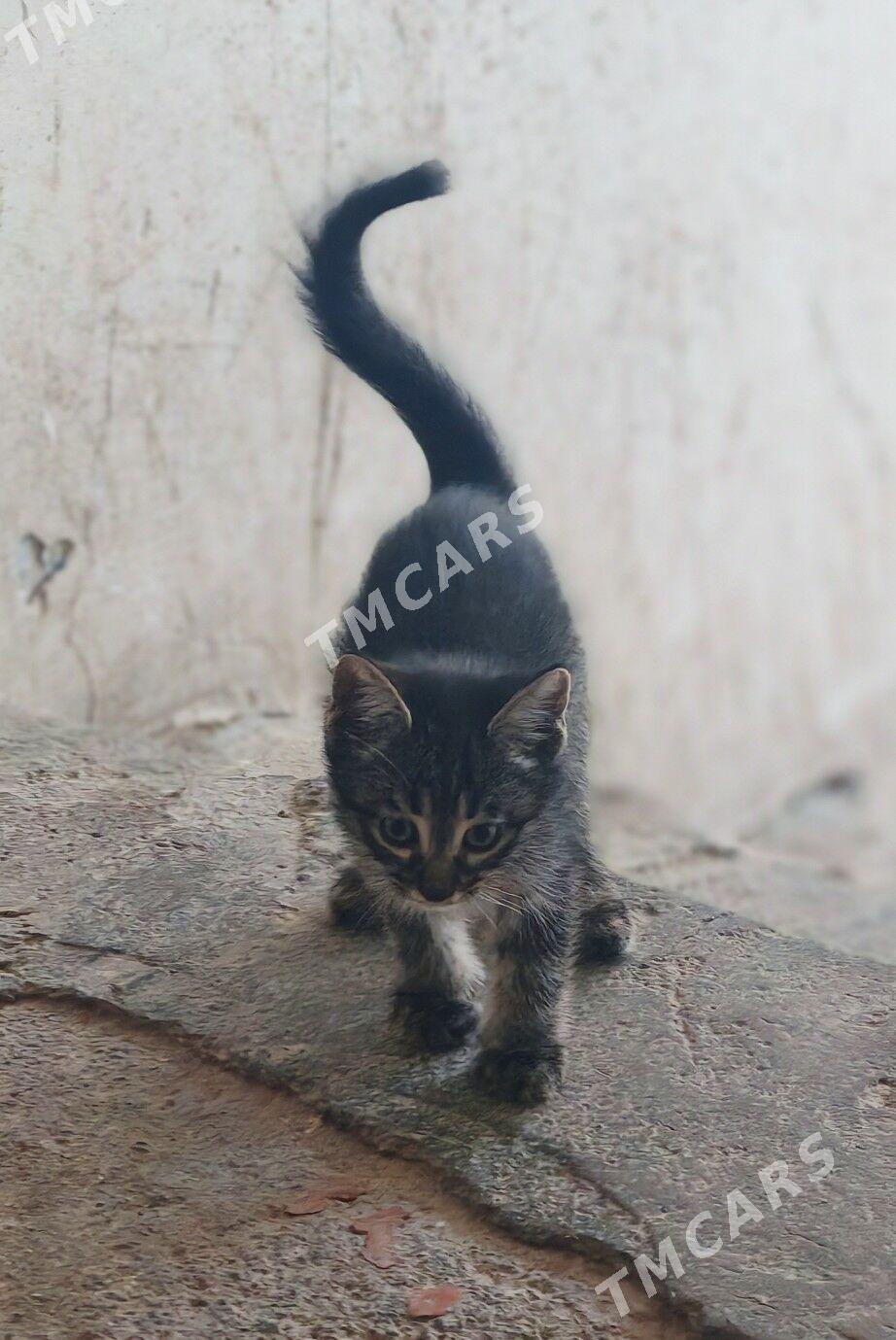 Котята в добрые руки - Aşgabat - img 2