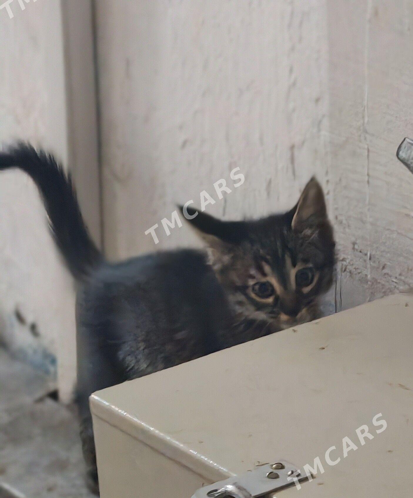 Котята в добрые руки - Aşgabat - img 7