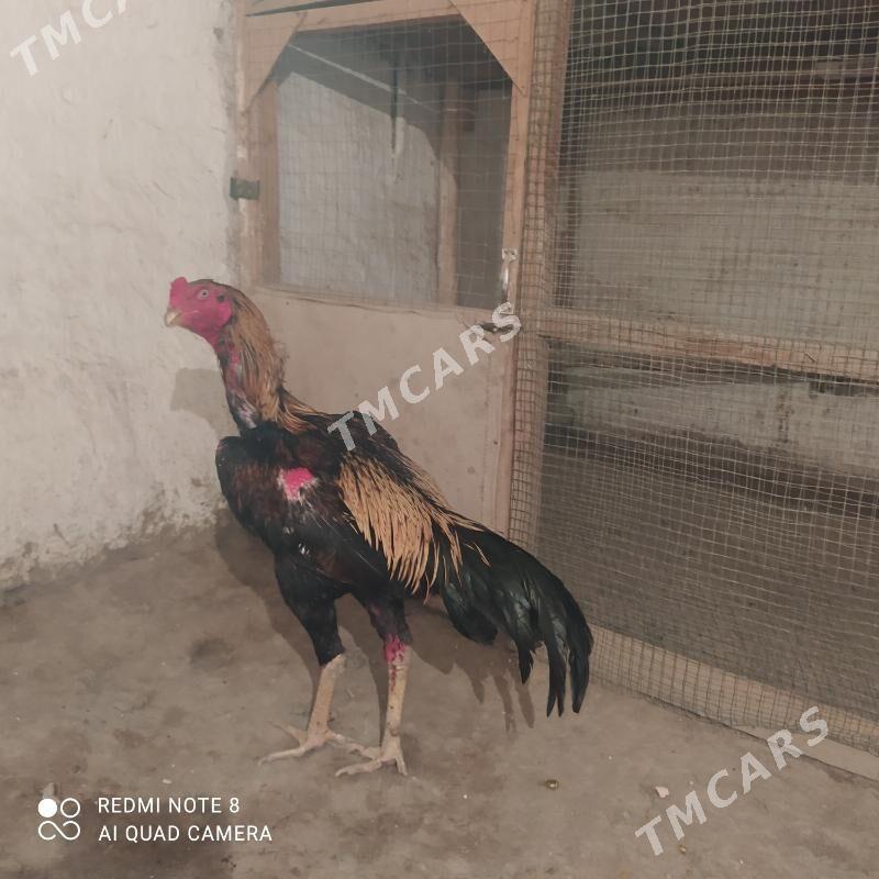horaz - Daşoguz - img 2
