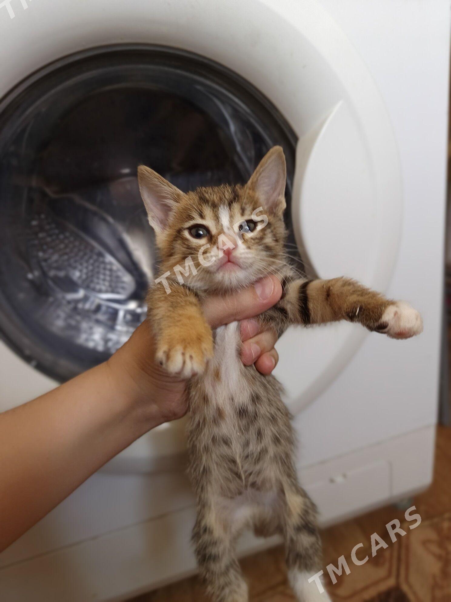 котята девочки в добрые руки - Türkmenabat - img 3