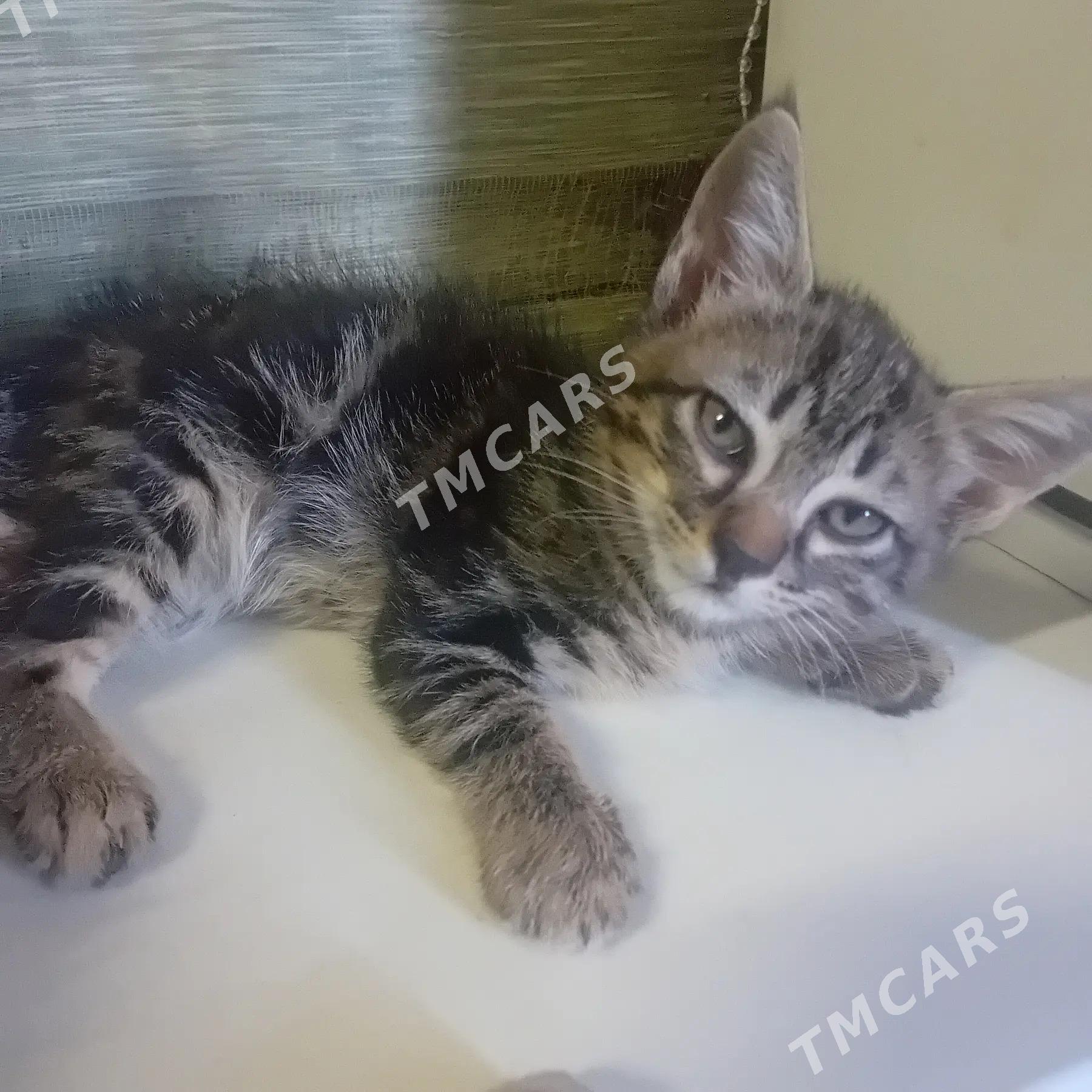 Котята в добрые руки - Туркменабат - img 2