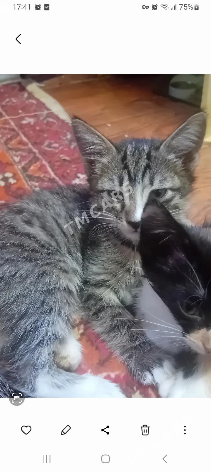 Котята в добрые руки - Туркменабат - img 3