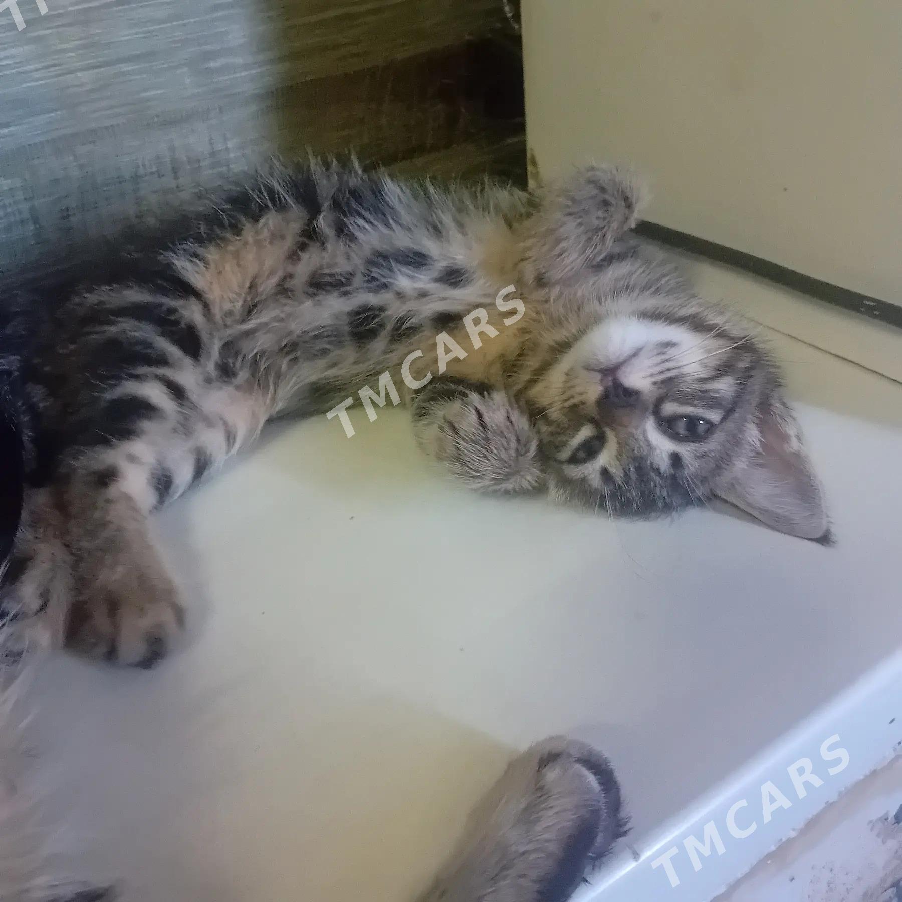 Котята в добрые руки - Туркменабат - img 8