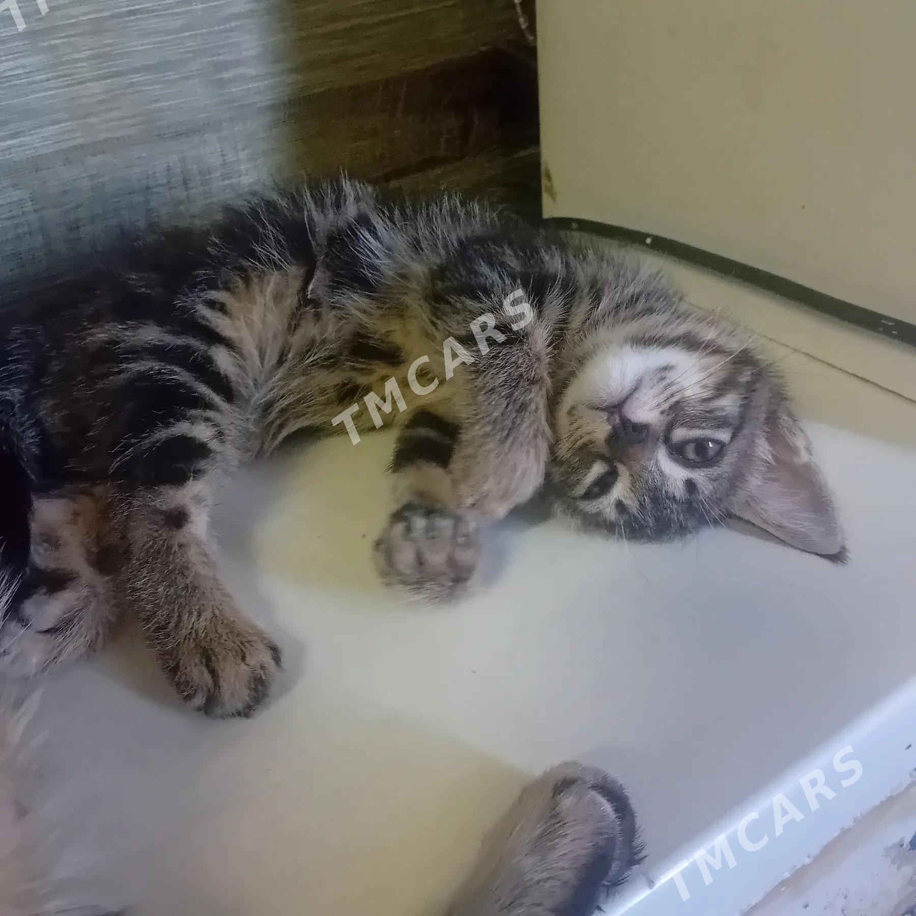 Котята в добрые руки - Туркменабат - img 7