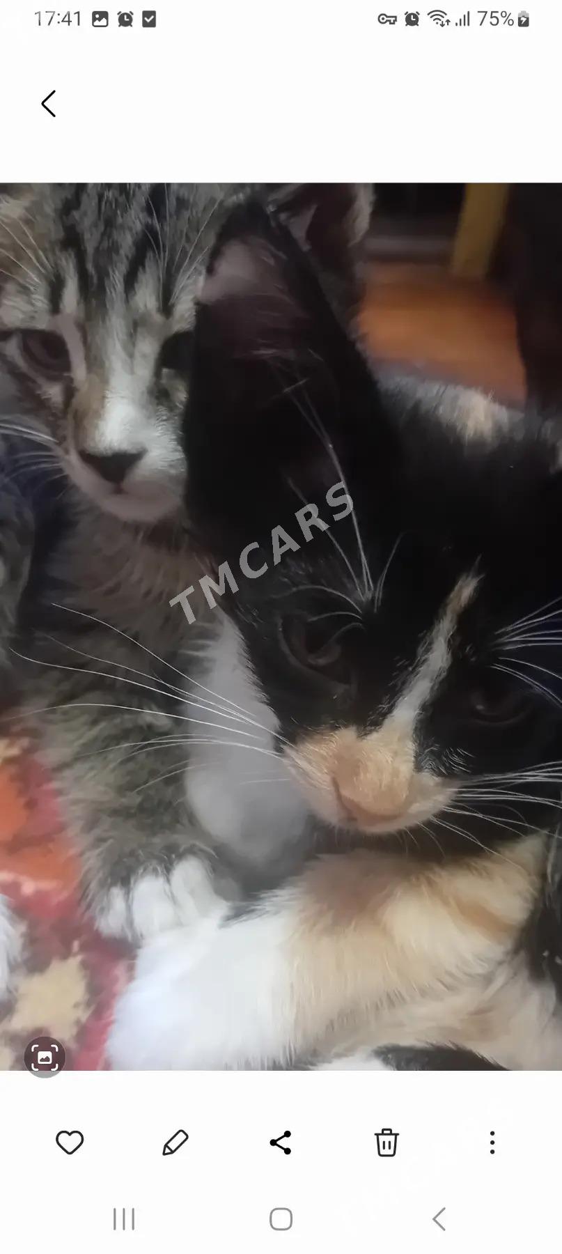 Котята в добрые руки - Туркменабат - img 5