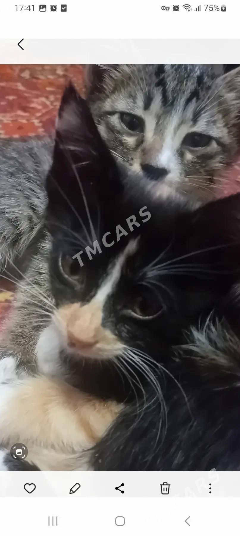 Котята в добрые руки - Туркменабат - img 6
