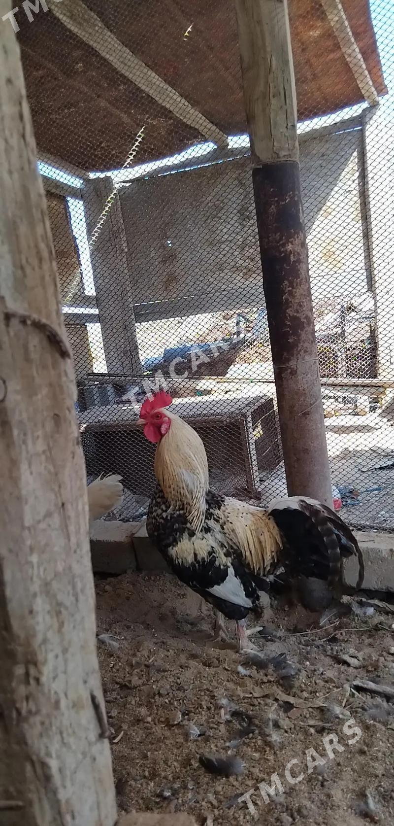 Horaz - Türkmenbaşy - img 3
