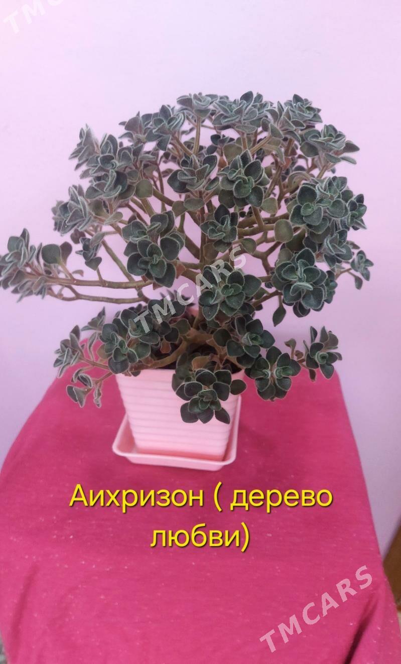 Домашние цветы - Türkmenbaşy - img 8