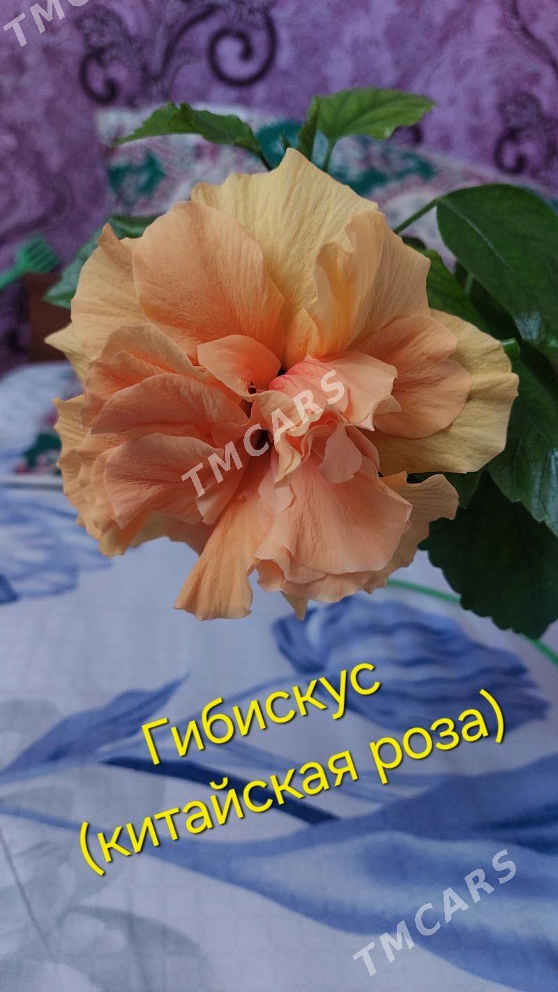 Домашние цветы - Türkmenbaşy - img 5