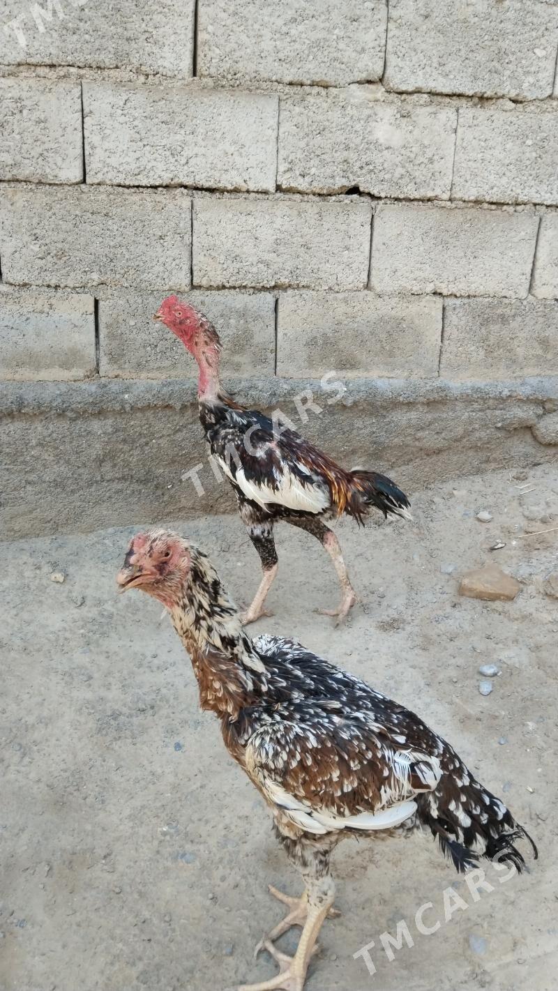 Taşkent horoz - Aşgabat - img 2