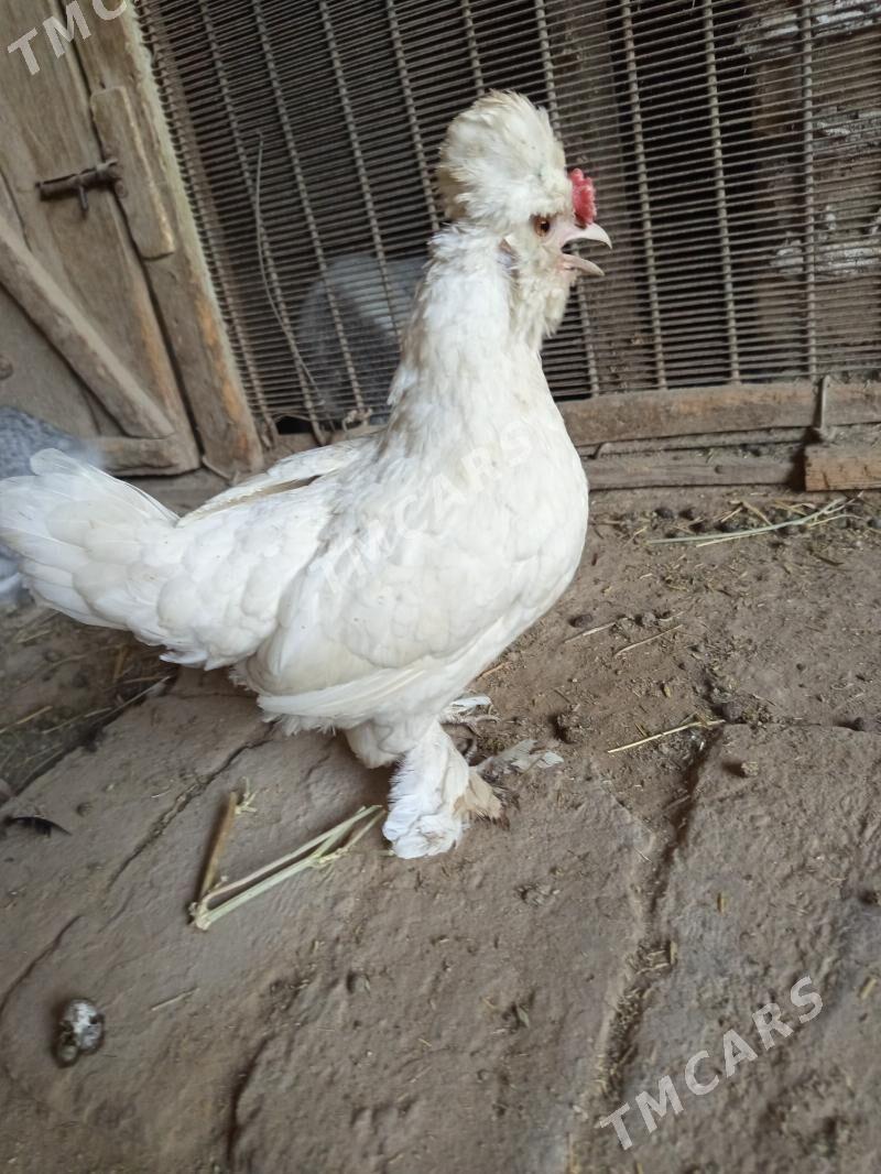 Ýaponçik karlik - Türkmenabat - img 2