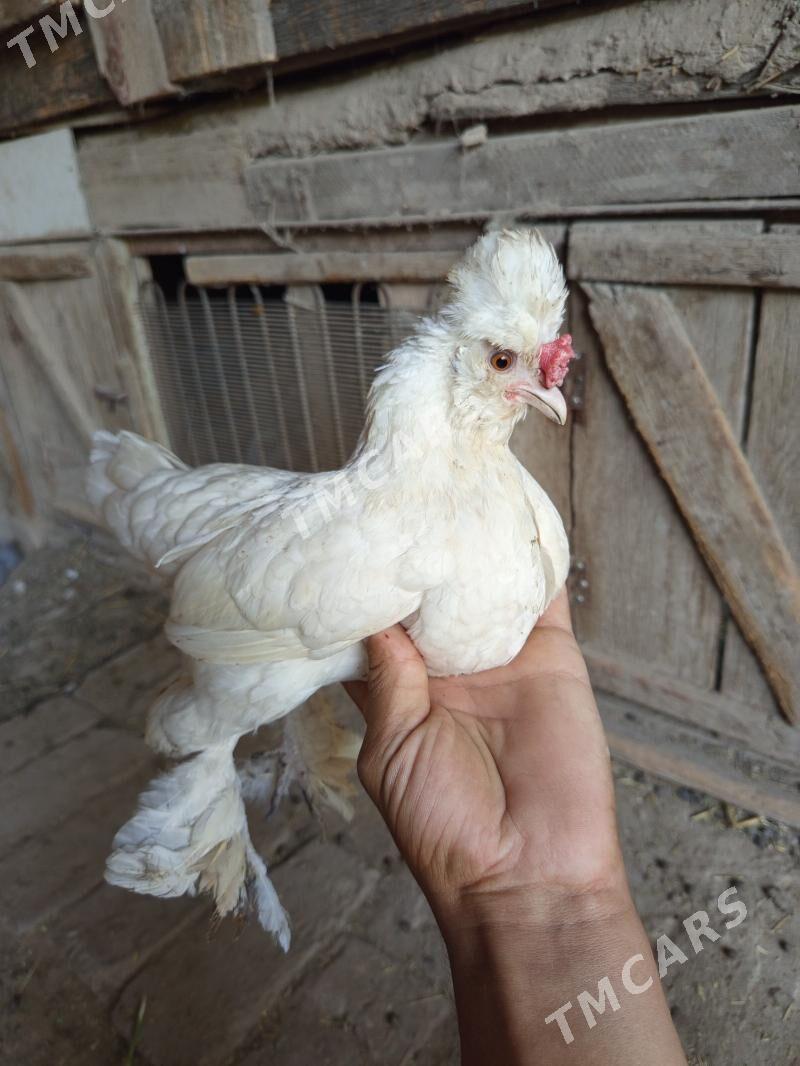 Ýaponçik karlik - Türkmenabat - img 6