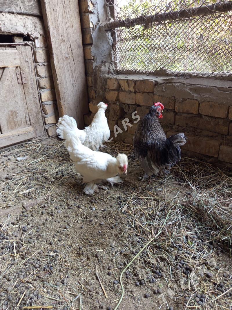 Ýaponçik karlik - Türkmenabat - img 5