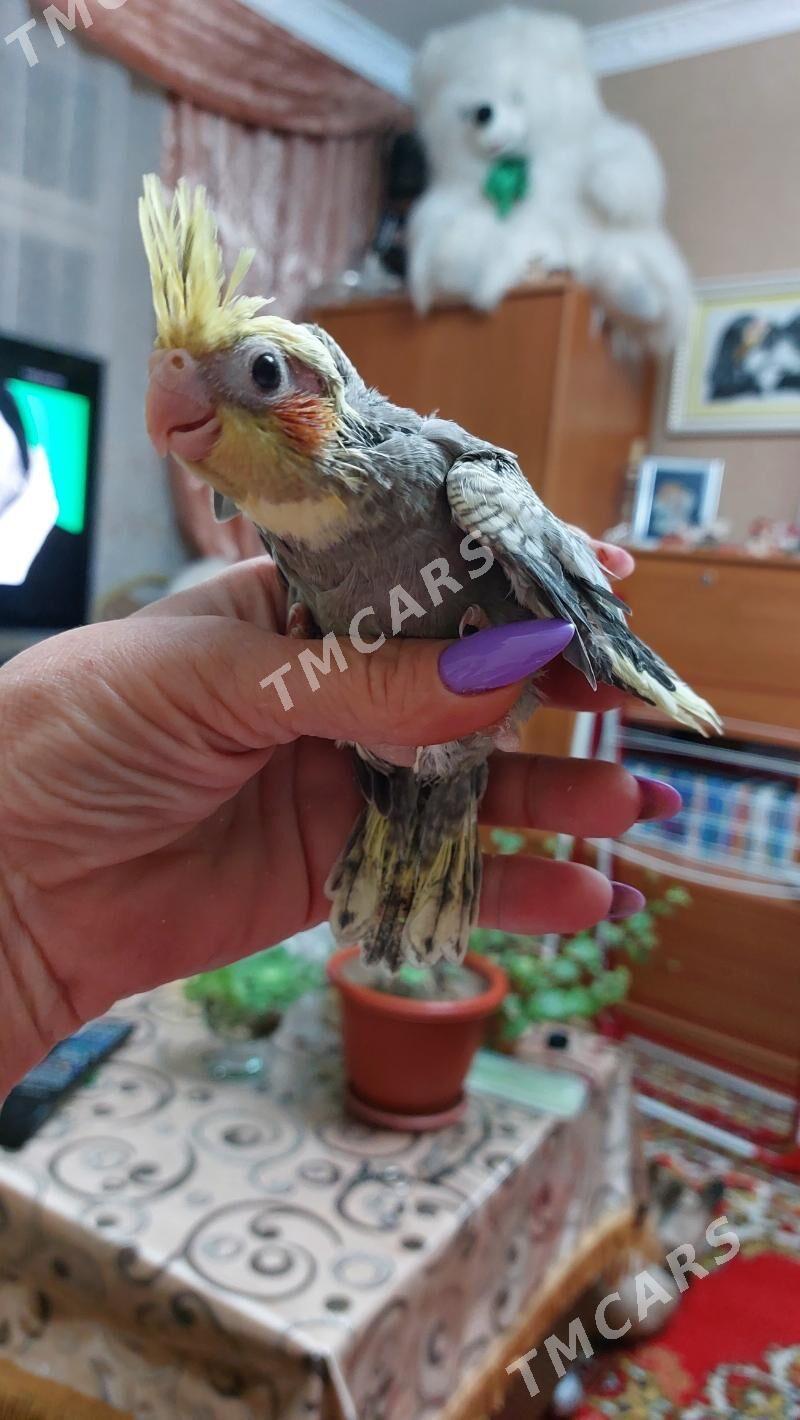 Попугаи Корелла - Türkmenbaşy - img 2