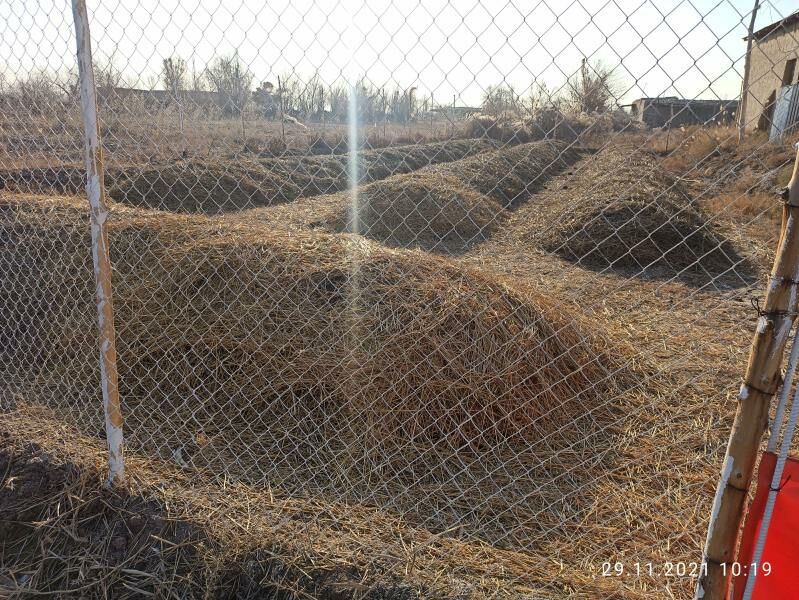 Kaliforniýa gurçuk Biogumus - Болдумсаз - img 6