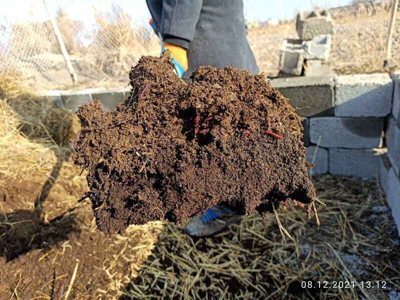 Kaliforniýa gurçuk Biogumus - Болдумсаз - img 4