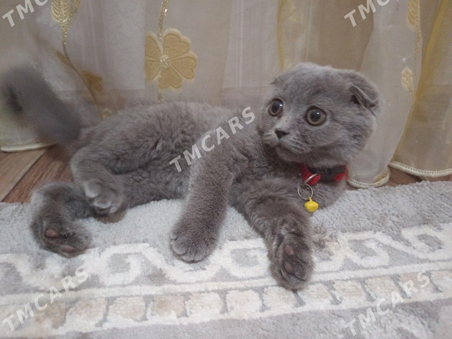 Pishijek - Balkanabat - img 2