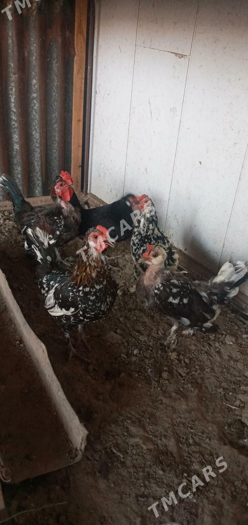 karlık yaponcık - Farap - img 2