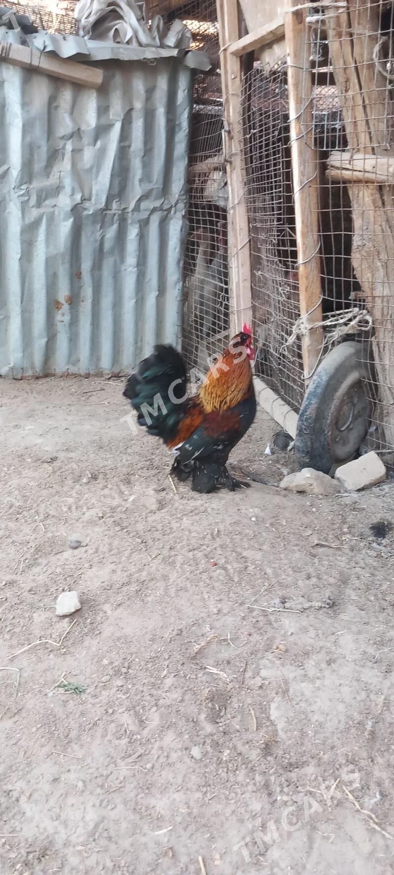 karlik horaz - Çärjew - img 3