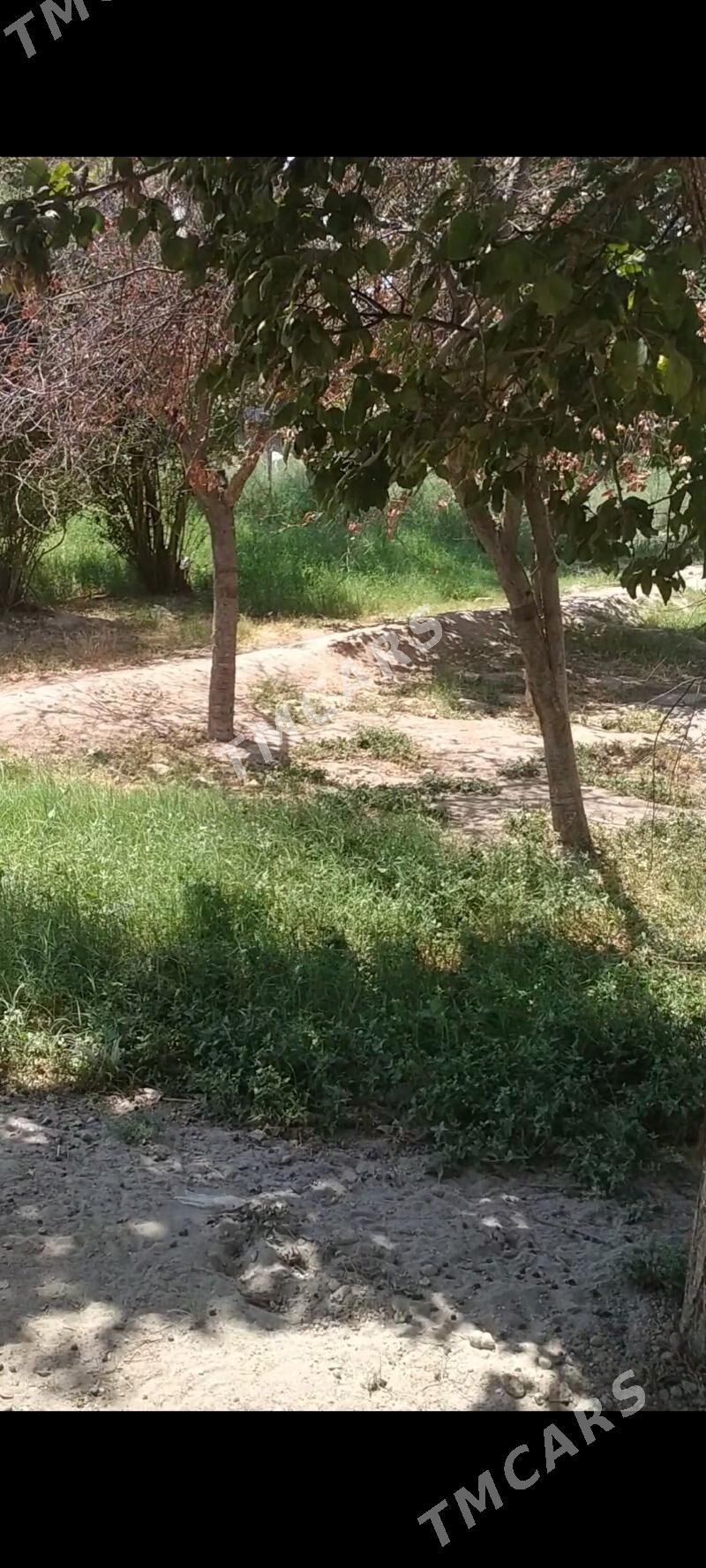 Satılık aýraport daça - Türkmenabat - img 2
