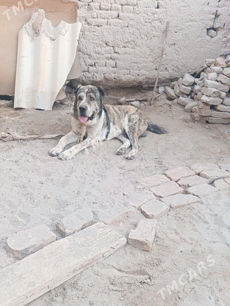 SATLYK ALABAY - Daşoguz - img 3