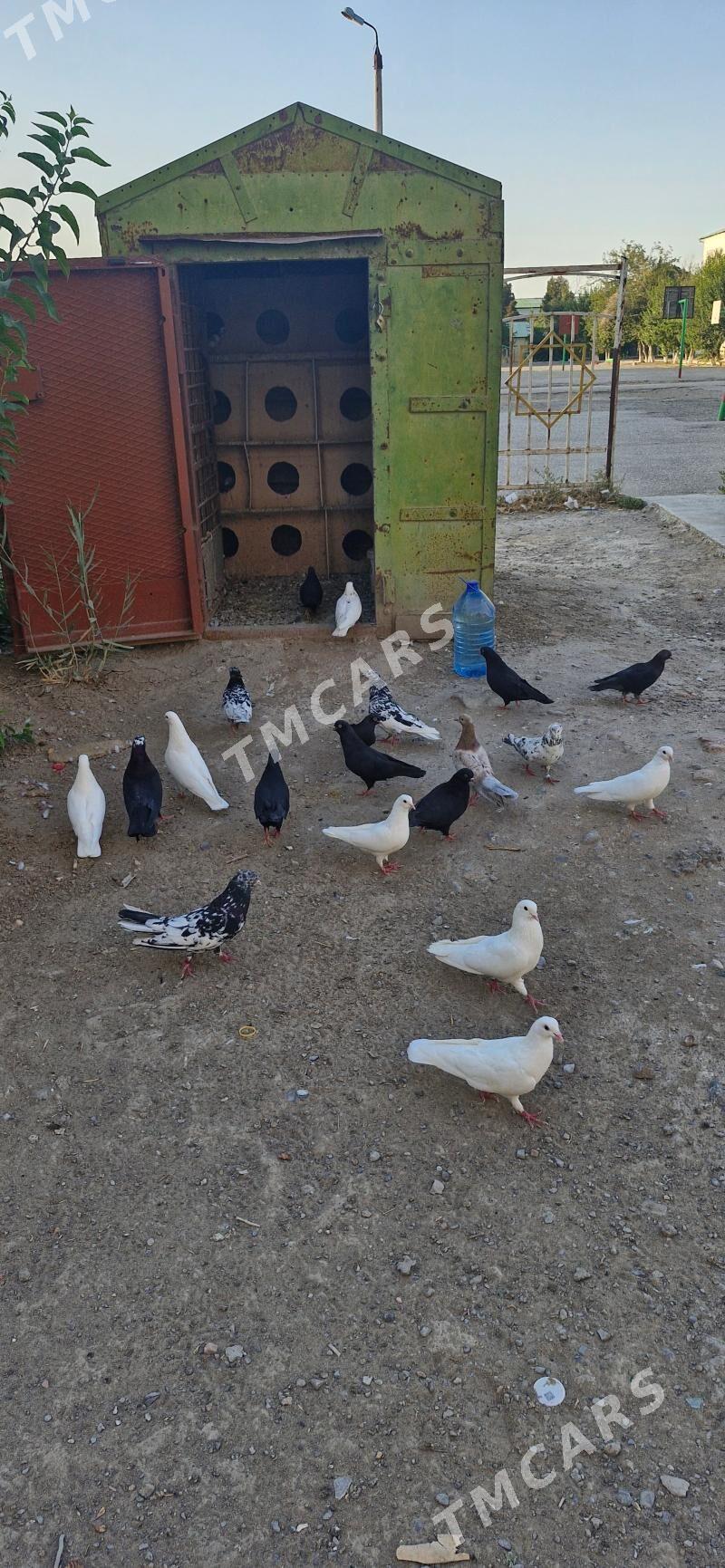 kepter - Çärjew - img 3