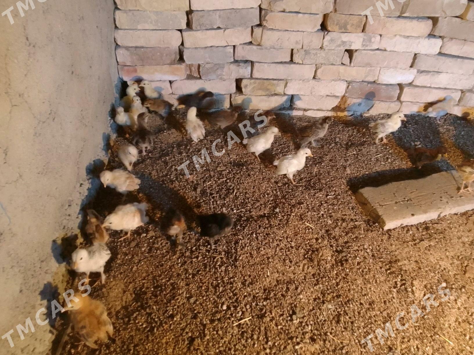 jüje  20 gün bolan - Gökdepe - img 2