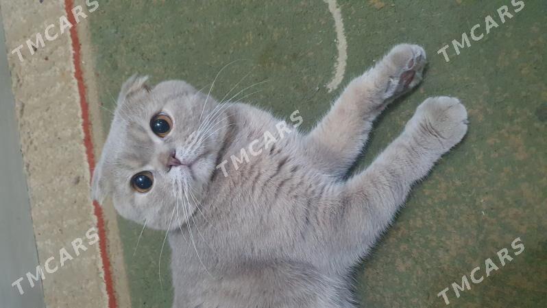Коты для кошек - Ашхабад - img 2
