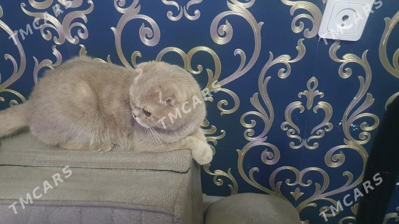 Коты для кошек - Ашхабад - img 4
