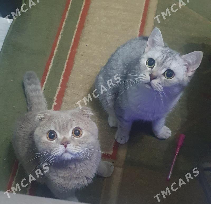 Коты для кошек - Ашхабад - img 3